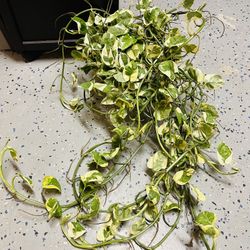 Pothos njoy On Sale