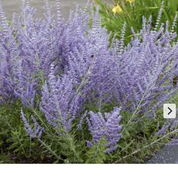 Perennial - Beautiful !