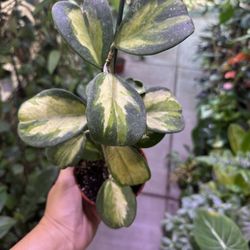 4” Hoya Obovata Variegated
