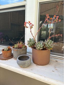 Set of Succulents in rustic pots