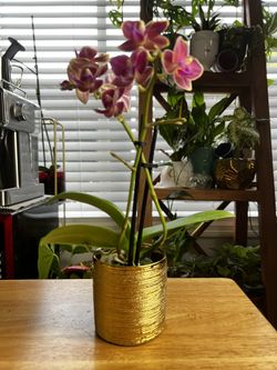 Mini Orchid With pot 