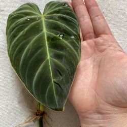 E: Philodendron Splendid Mid Cutting Plant 
