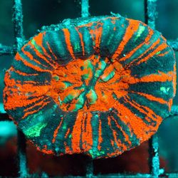 Scolys Saltwater Coral Aquarium Decor Coral Frags Corals Reef Tank Aquarium