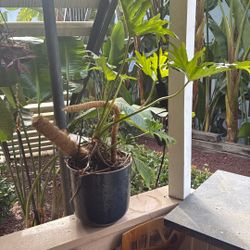 Dracaena Corn Plant in Blue Ceramic Pot