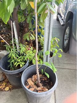 Cherimoya Tree - flowering