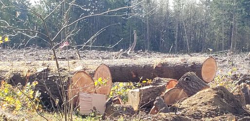 Seasoned Saw Logs. Its going quick🔥🌲