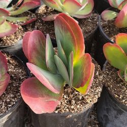 Succulent