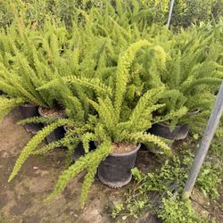 Asparagus Ferns 5 Gallons 