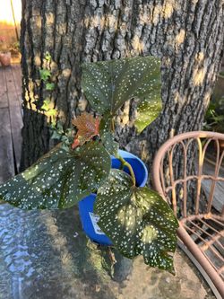 Angel Wing Begonia Lucerna Plant