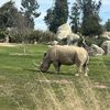 Rhino King