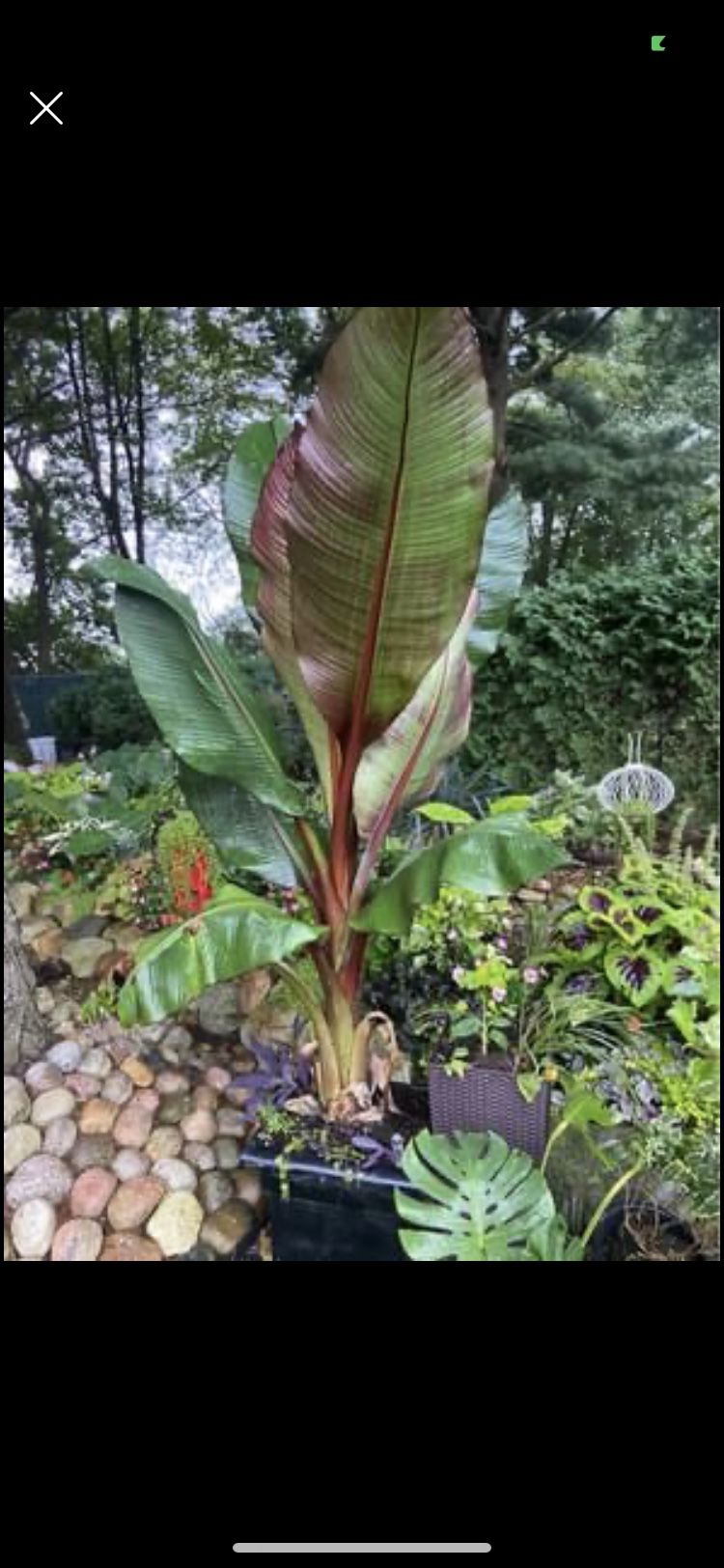 Housplant Red Leave Banana