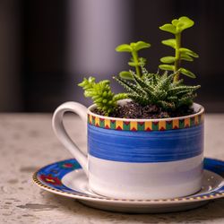 Succulents arrangements