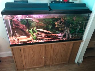 FISH TANK AND STAND DECORATION FILTER AND BASIC START UP