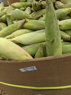 Elotes