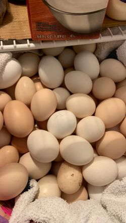Chicken eggs