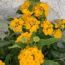 New Gold Lantana In 12” Nursery Pot $35 Each 