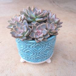 Succulent Arrangement