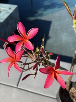 Plumeria