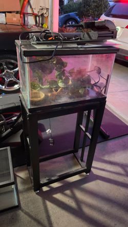 10g Glass Terrarium Set with Stand and Accessories, 20 breeder