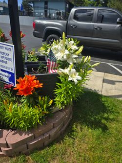 4' tall Easter Lilies
