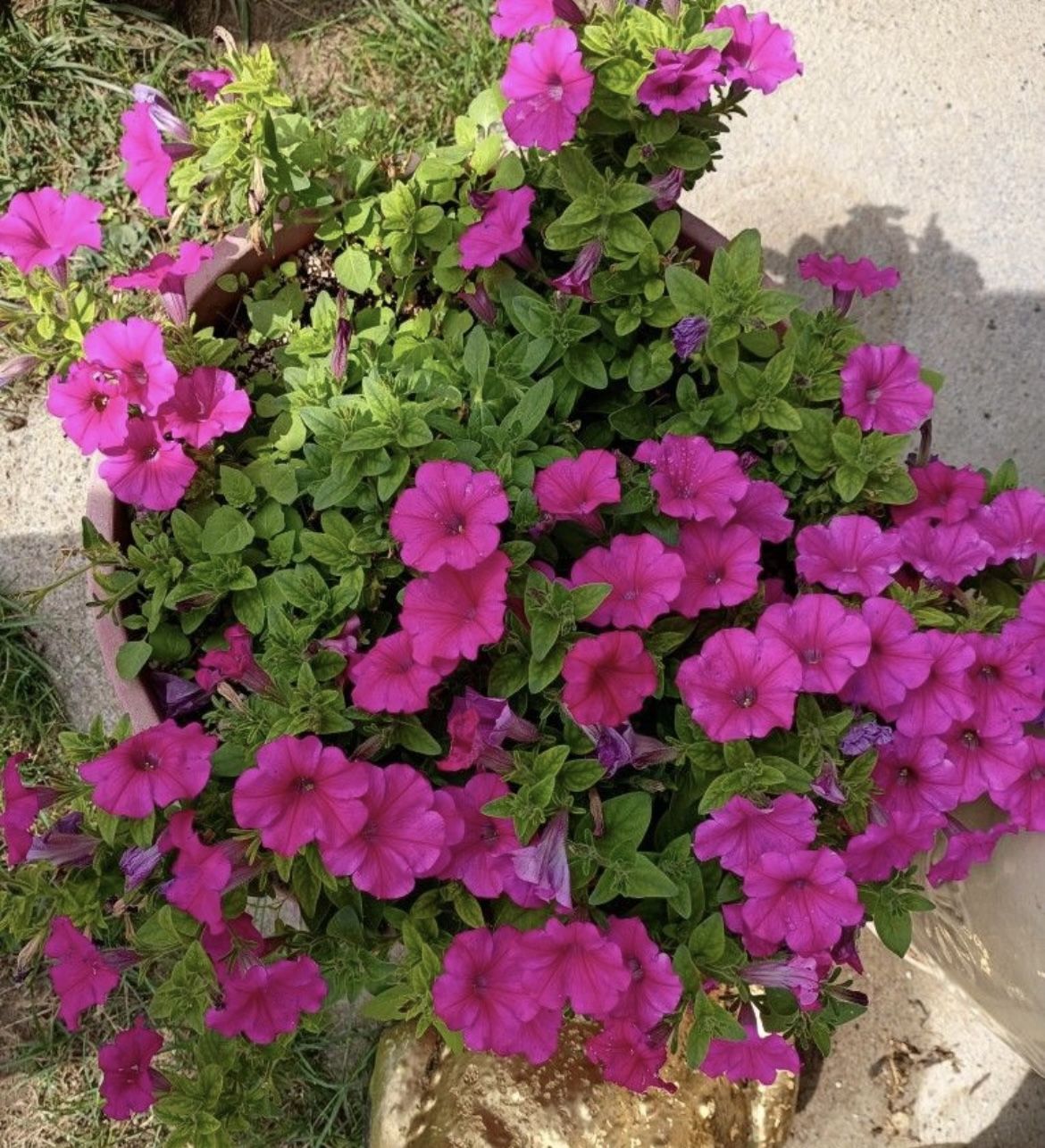 Holy Basil, Thai Basil, Italian Basil Or Full Bloom Putania 