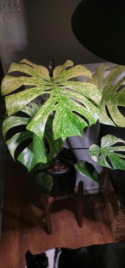 Monstera white monster - pup