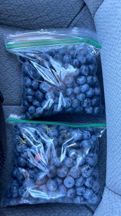 Fresh Blueberries