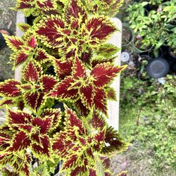 Coleus Plants Green And Red 