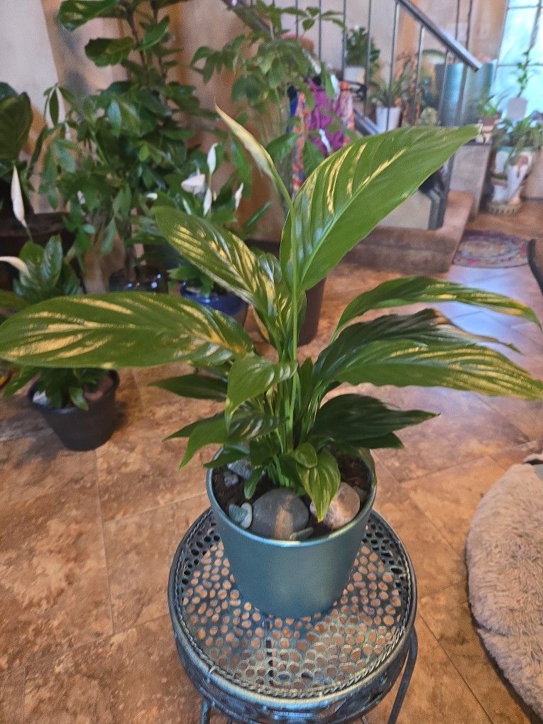 1ft 6in Tall Live Peace Lilly Plant In 6in Metallic Pot With Stones And Sea Glass