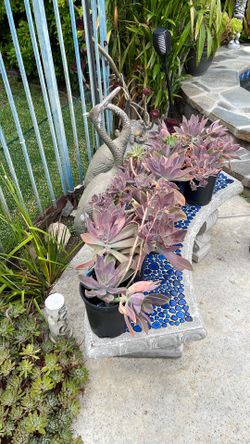 Succulent cuttings