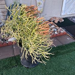 15 gallon fire 🔥 stick