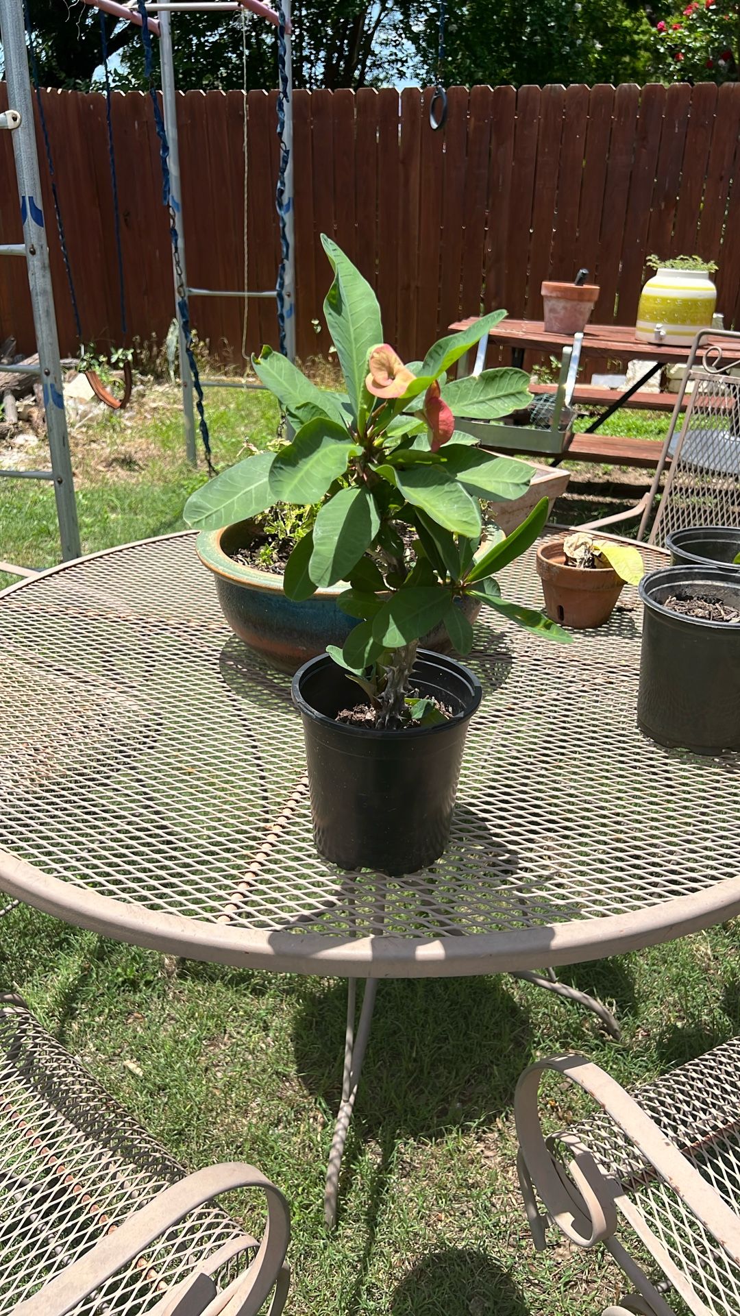 Plants