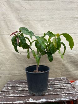 Mango tree - Arbol de Mango $50