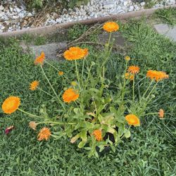 Pot Marigold Flower