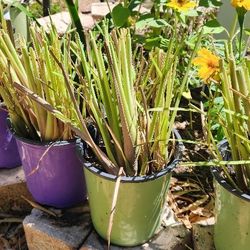 Lemon Grass Plant In Pot Great For Fragrance Or Cooking