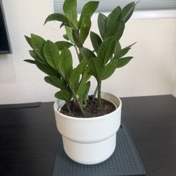 Zz Live Plant 