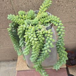 Donkey Tail Succulent 
