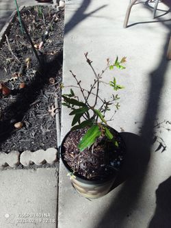 Bonita planta de Granada lista para trasplantar $22 Dlls