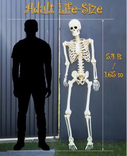 Life-Size Halloween Skeleton Decoration 5.4 ft
