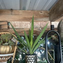 Yucca Plant In Small Gold Pot