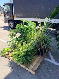 Plants