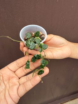 Hoya Serpens splash