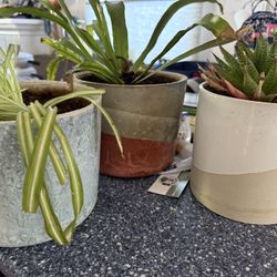 Plants In Ceramic Pots 