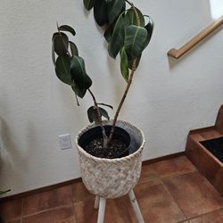 Rubber Plant & Plant Stand