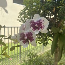 Beautiful White Purple Orchid Currently Flowering 
