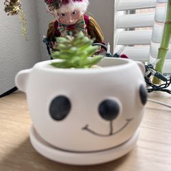 Panda Succulent Plant Pot