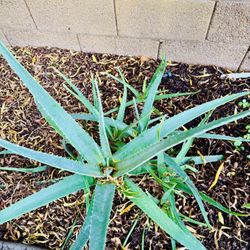 Aloe Vera - Large 