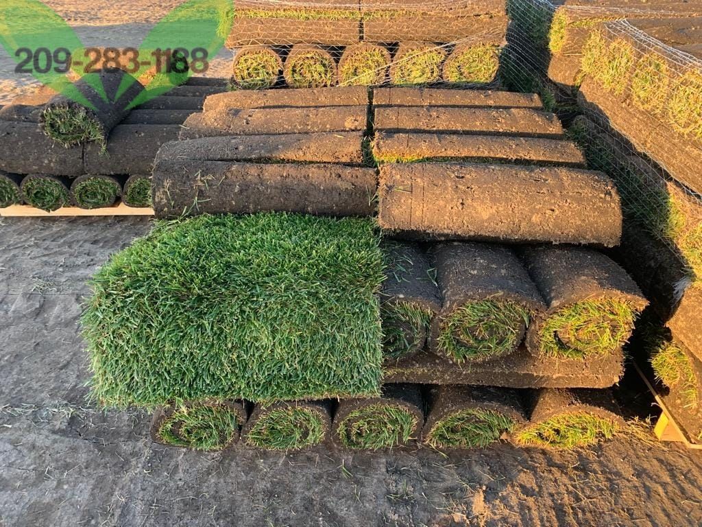 Best Quality Sod