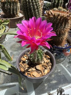 CACTUS PLANT
