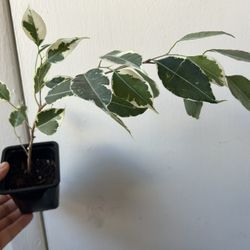 Ficus Benjamina Variegata 